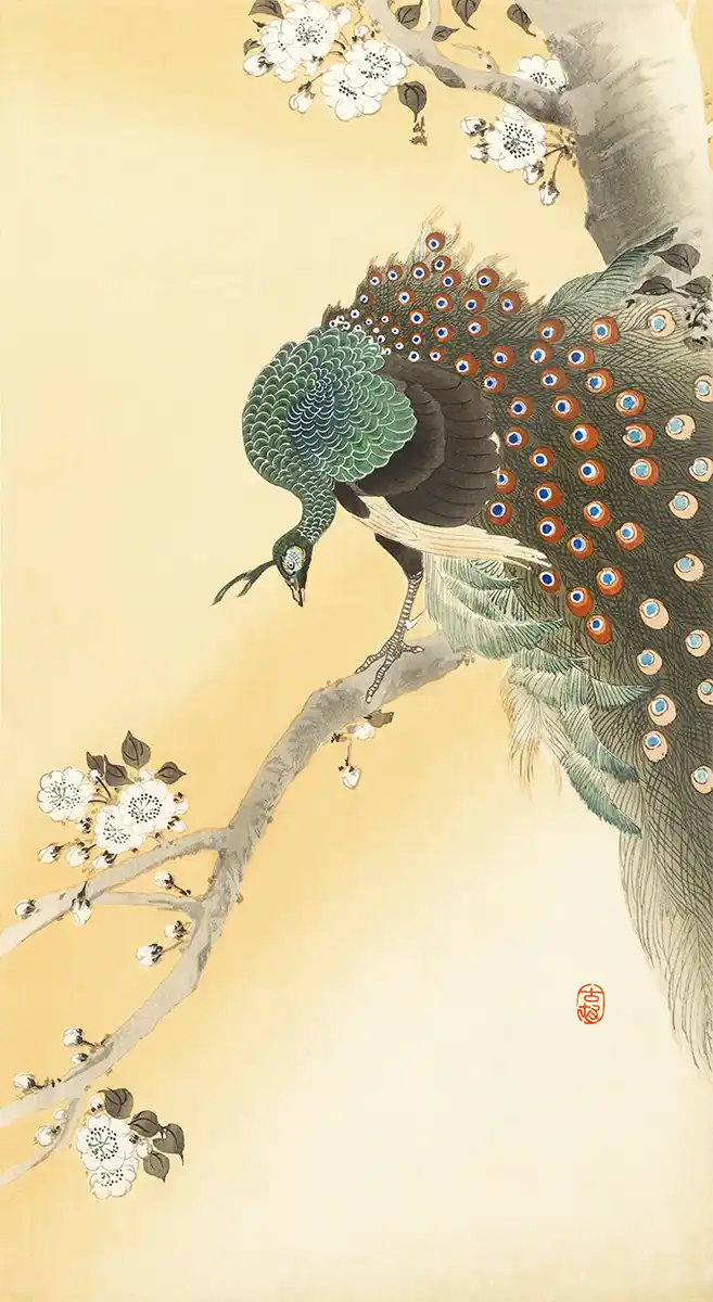 Peacock