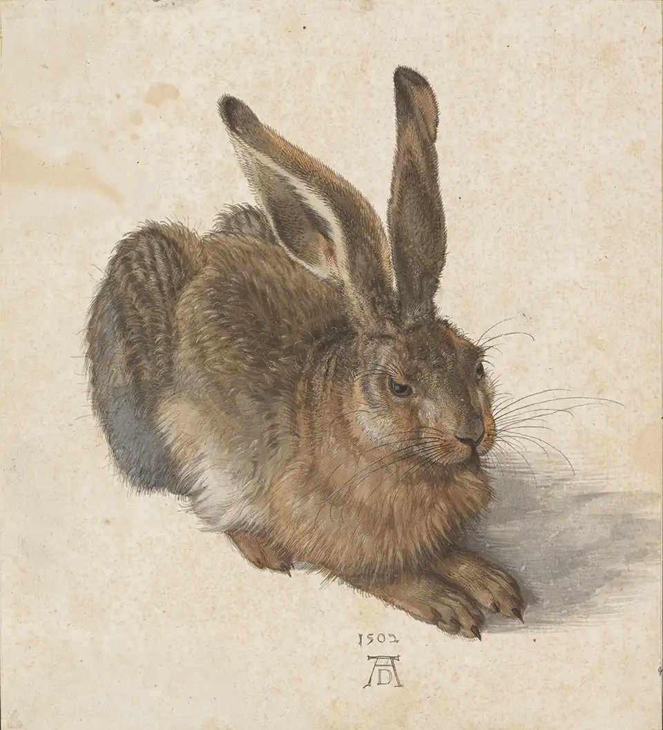 hare